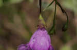 San Antonio false foxglove